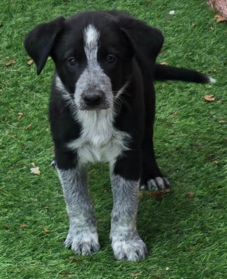 Les chiots de Border Collie