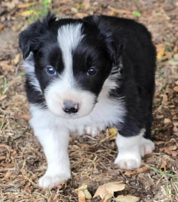 Les chiots de Border Collie