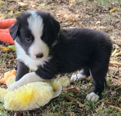 Les chiots de Border Collie