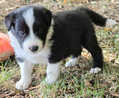 Les chiots de Border Collie
