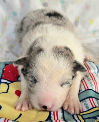 Les chiots de Border Collie