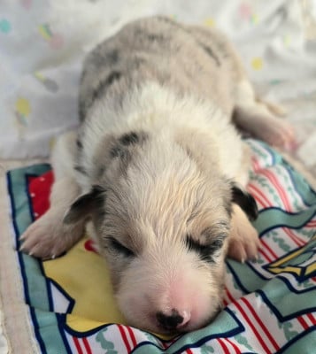 Les chiots de Border Collie