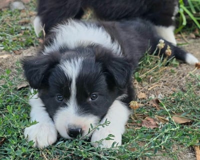 Les chiots de Border Collie