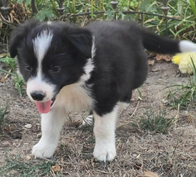 Les chiots de Border Collie