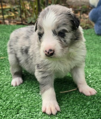 Les chiots de Border Collie