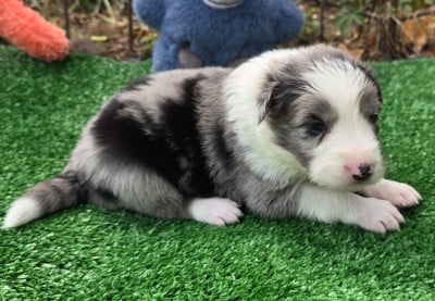 Les chiots de Border Collie