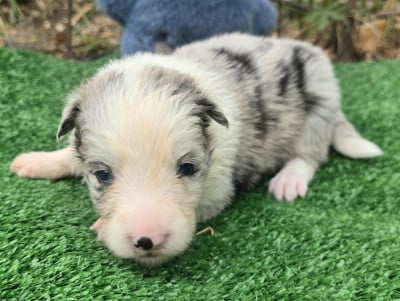 Les chiots de Border Collie