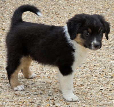 Les chiots de Berger Américain Miniature 