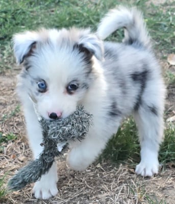 Les chiots de Border Collie
