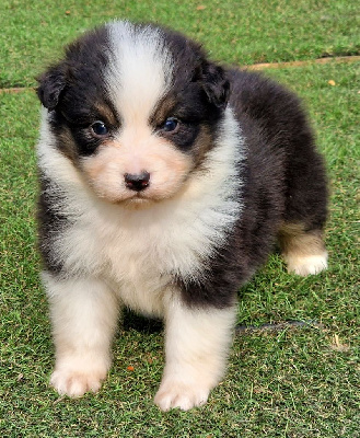 Les chiots de Berger Australien