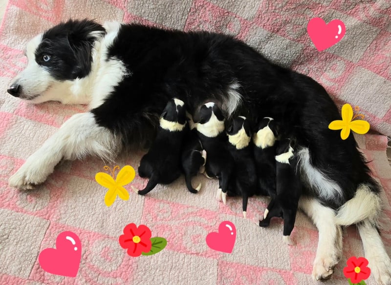 Border Collie - du Paradis des P'tits Cracks