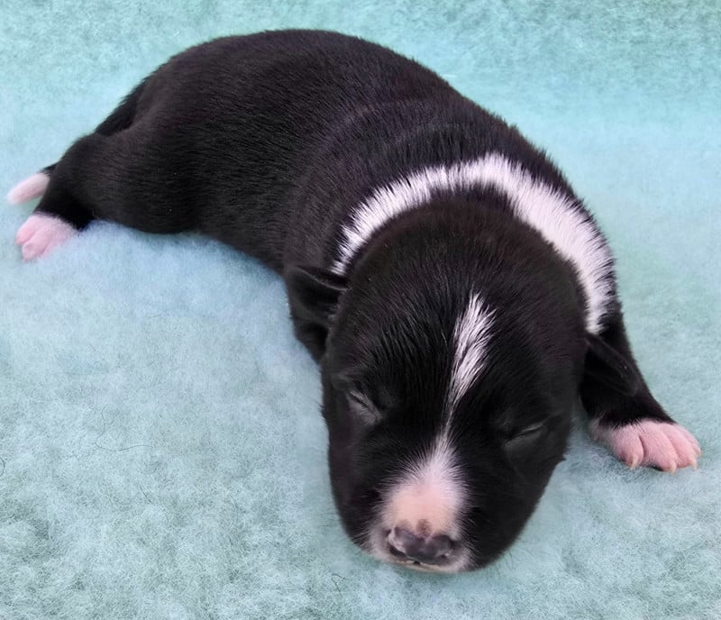 Border Collie - du Paradis des P'tits Cracks