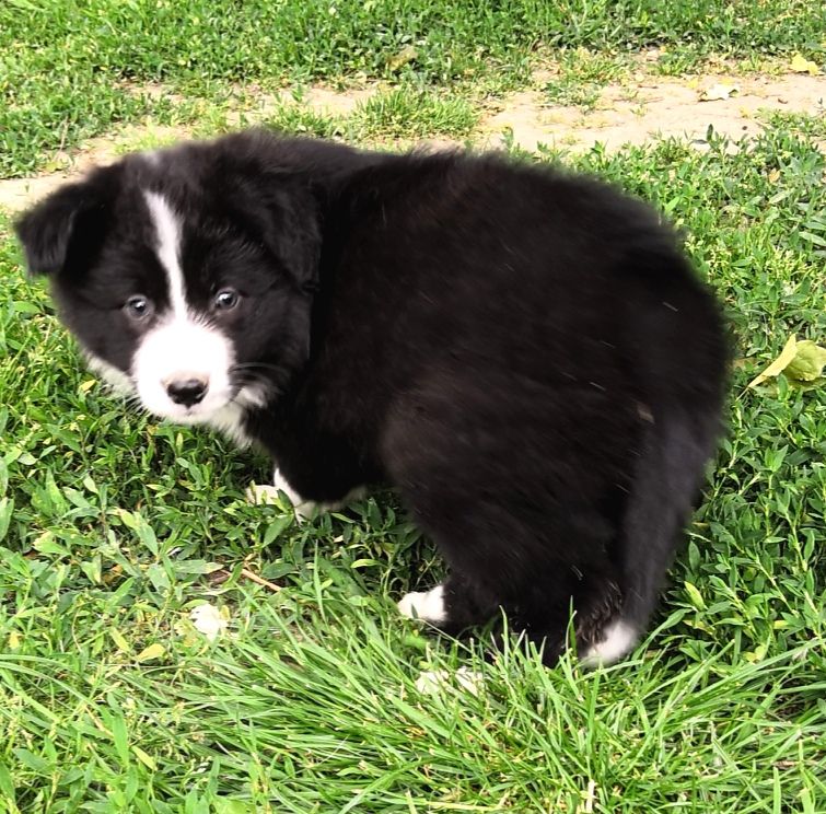 *  PERLE  du Paradis des P'tits Cracks *