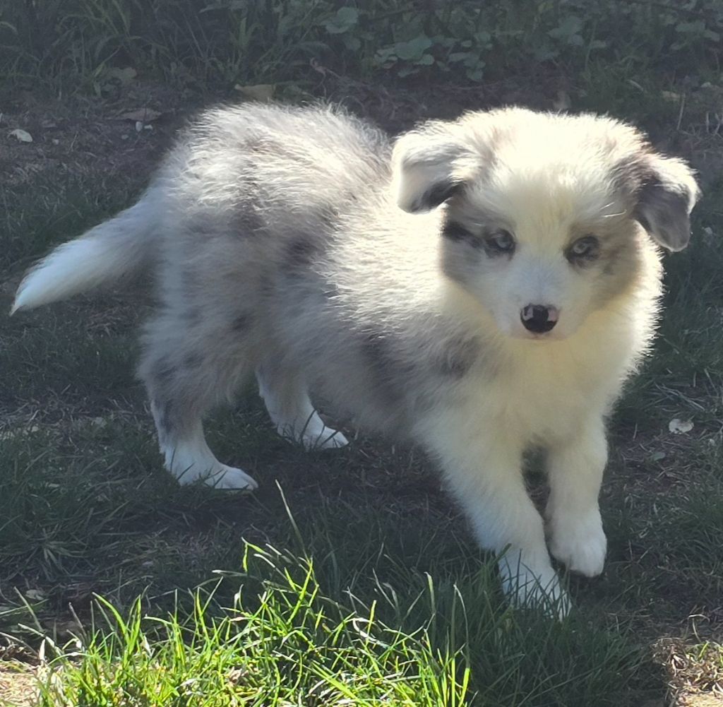 * AZUR du Paradis des P'tits Cracks  *