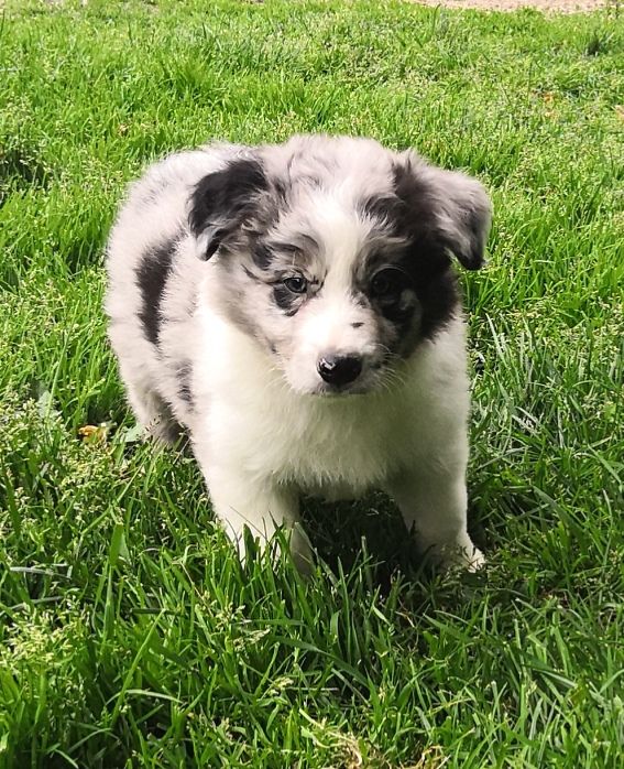 *  PIXAR   du Paradis des P'tits Cracks *