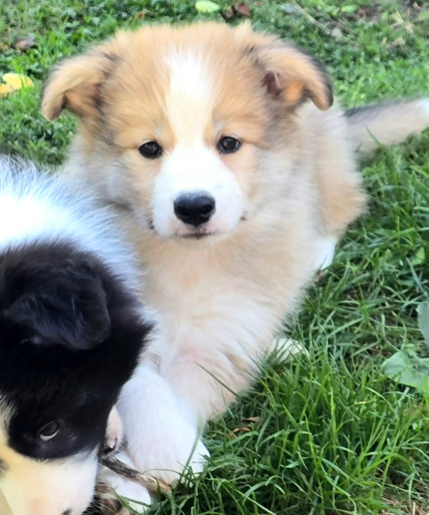 * ASTON du Paradis des P'tits Cracks. *