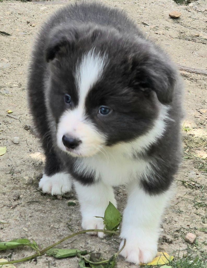 * VICK du Paradis des P'tits Cracks *