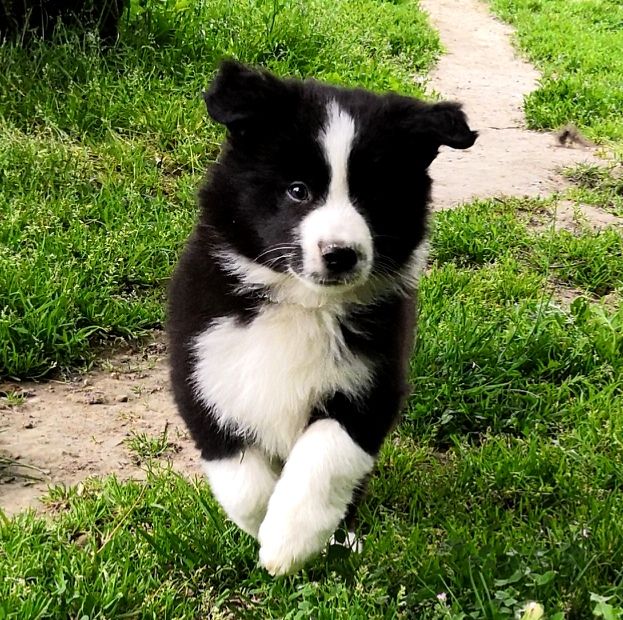 *  PERCEA  du Paradis des P'tits Cracks *