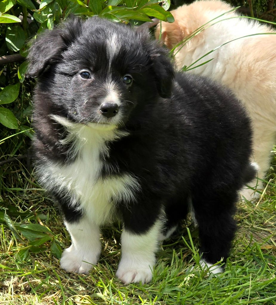 * VERDI du Paradis des P'tits Cracks *