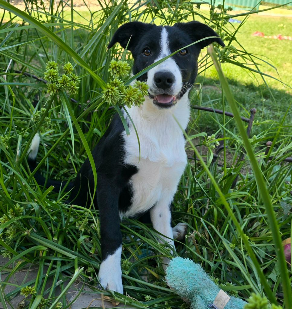 *  AKUNA du Paradis des P'tits Cracks *