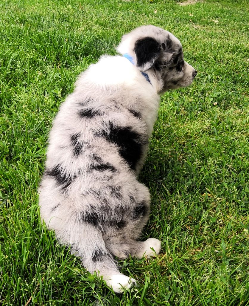 *  PIXAR   du Paradis des P'tits Cracks *