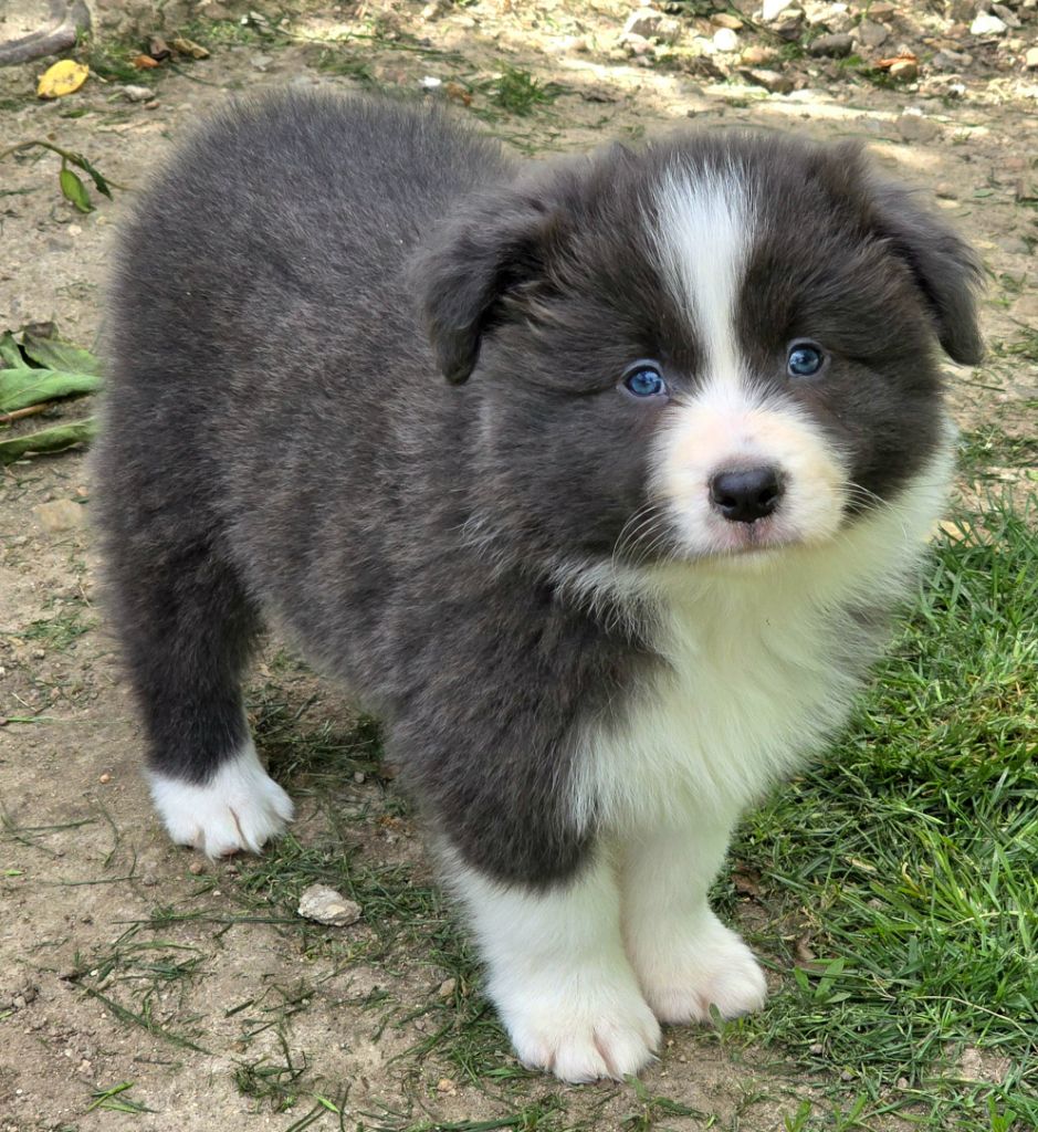 * VICK du Paradis des P'tits Cracks *