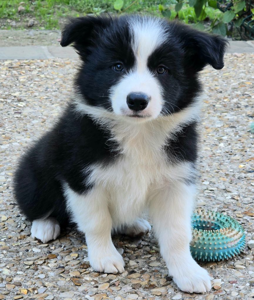 * APPY du Paradis des P'tits Cracks. *