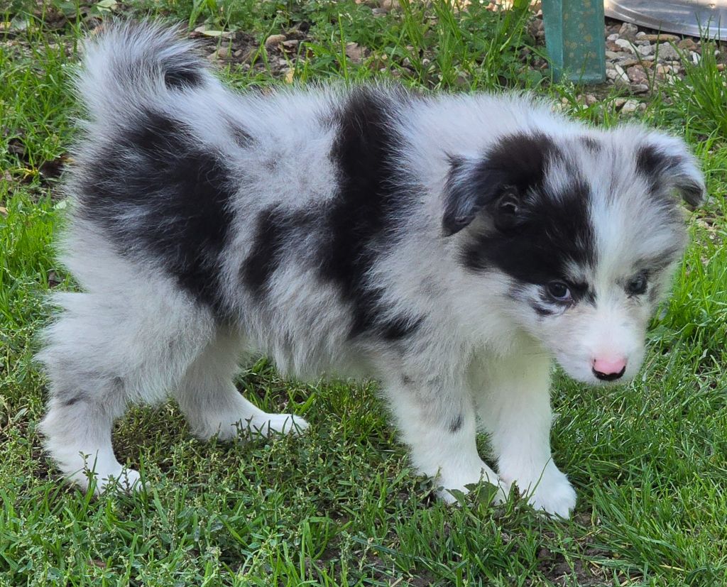 * ALENA  du Paradis des P'tits Cracks  *