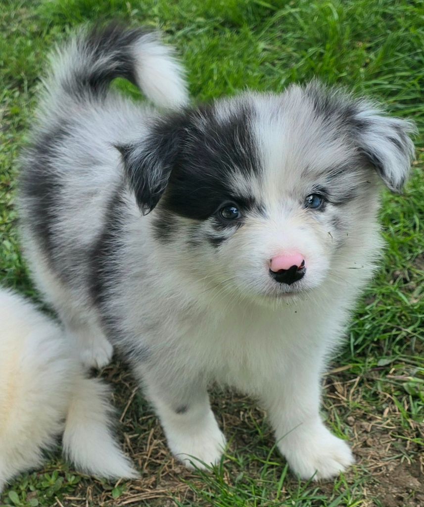 * ALENA  du Paradis des P'tits Cracks  *