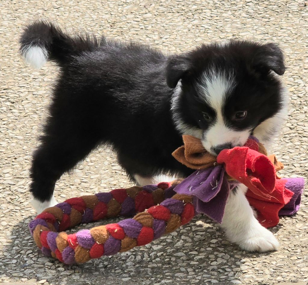 * CHIOT FEMELLE NOIRE ET BLANCHE *