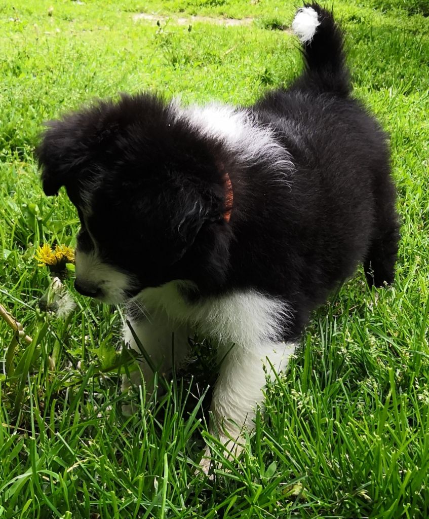 *  PRINTER du Paradis des P'tits Cracks *