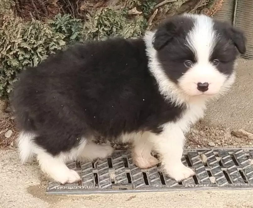 * TRUE BEAUTY du Paradis des P'tits Cracks *