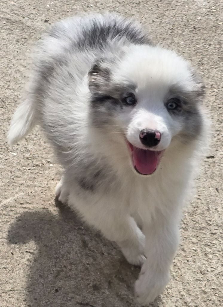 * AZUR du Paradis des P'tits Cracks  *