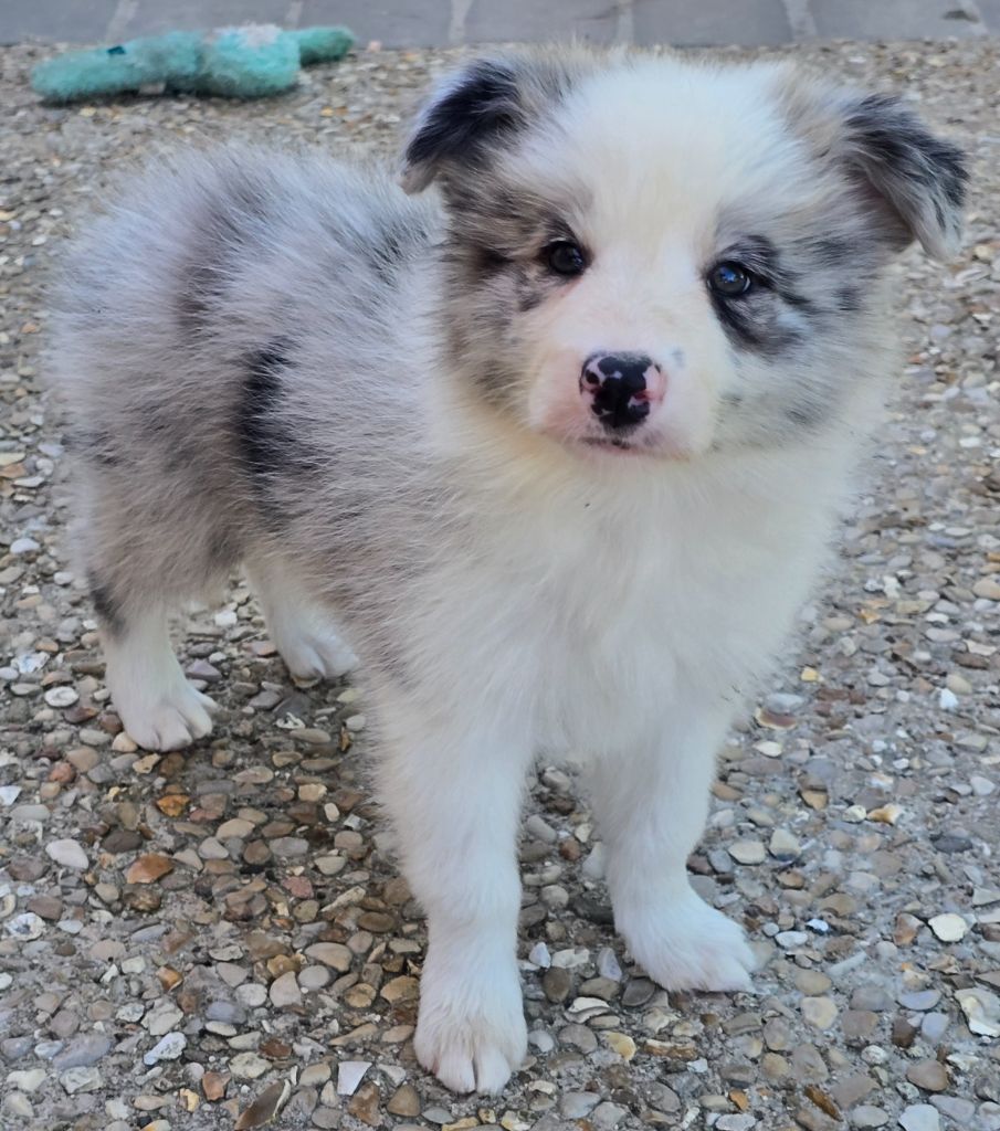 * AÏKA du Paradis des P'tits Cracks *