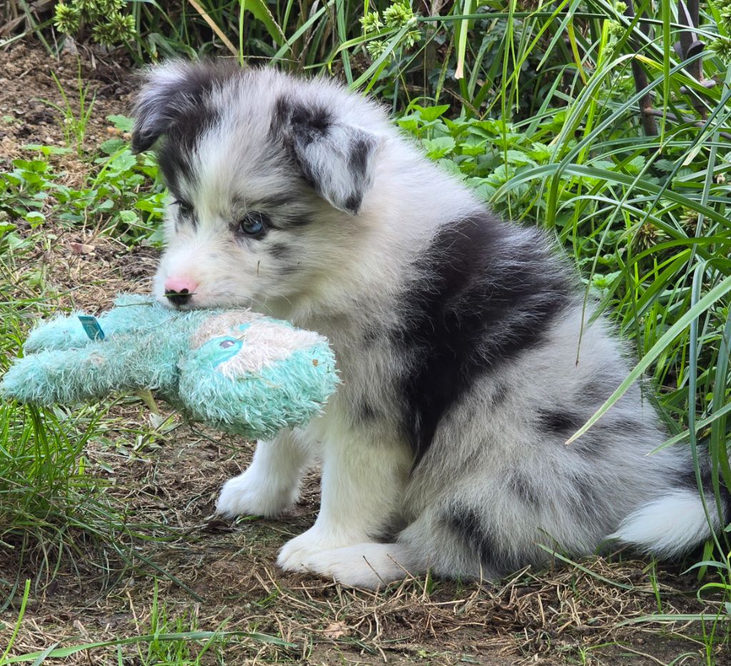 * ALENA  du Paradis des P'tits Cracks  *