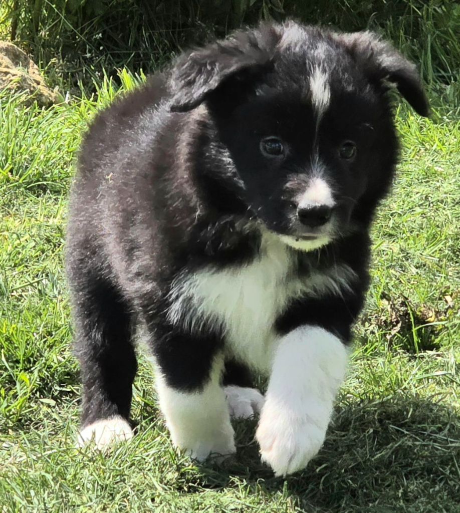 * VERDI du Paradis des P'tits Cracks *