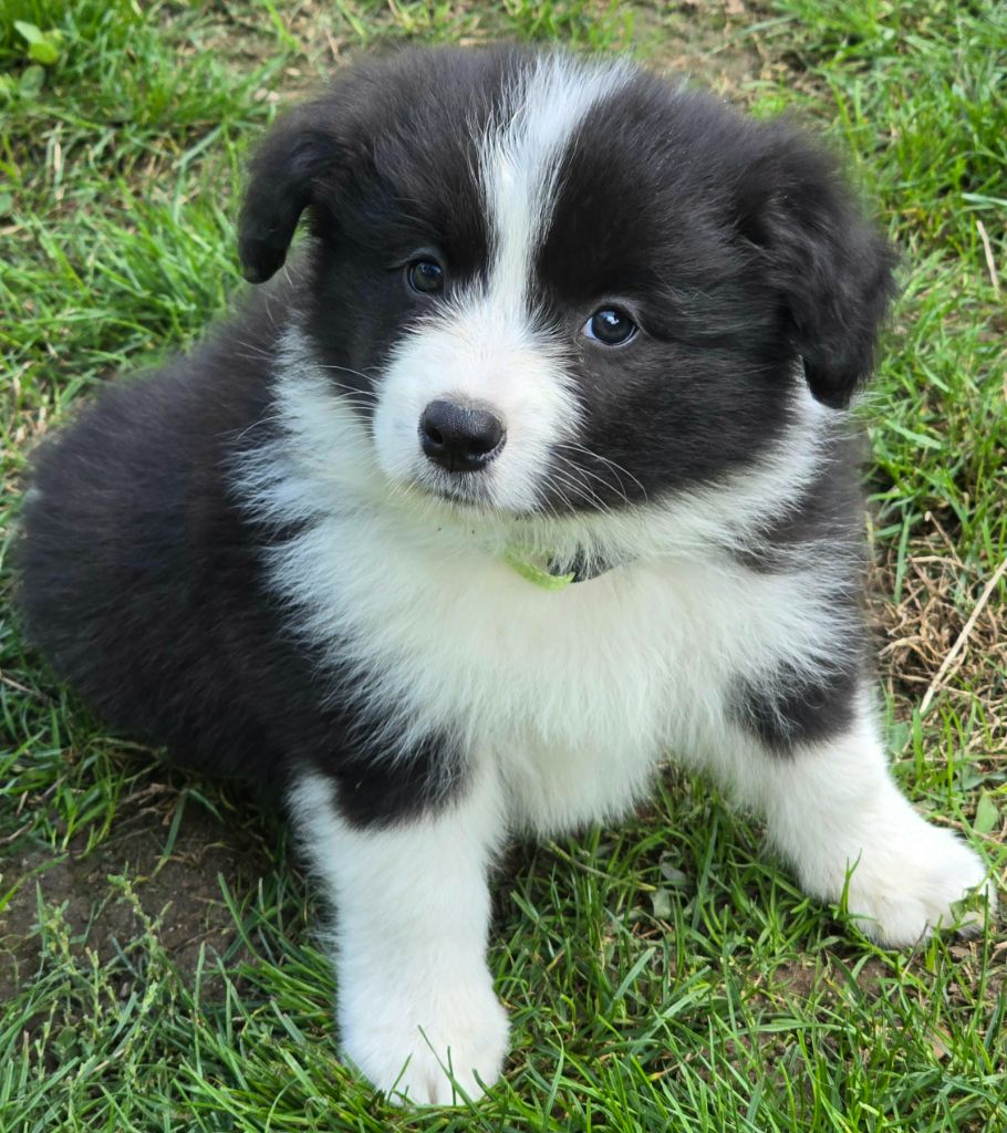 * AÏKA du Paradis des P'tits Cracks *