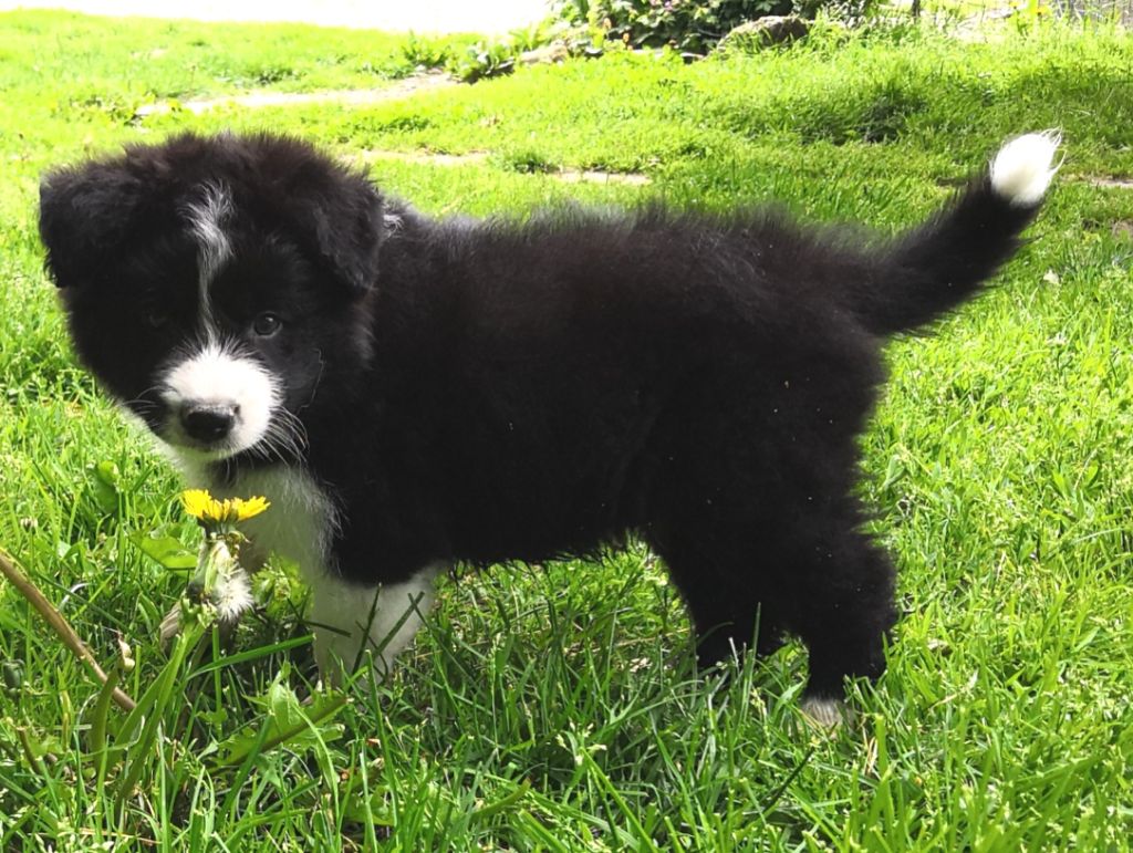 *  PRINTER du Paradis des P'tits Cracks *