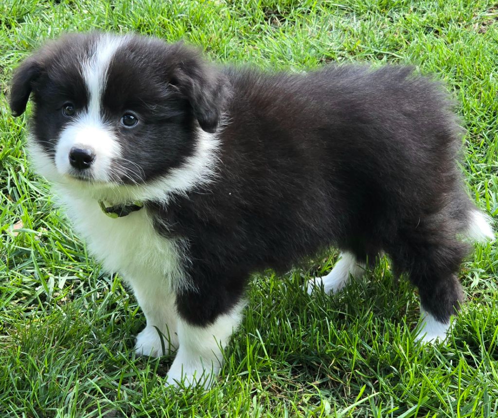 * AÏKA du Paradis des P'tits Cracks *