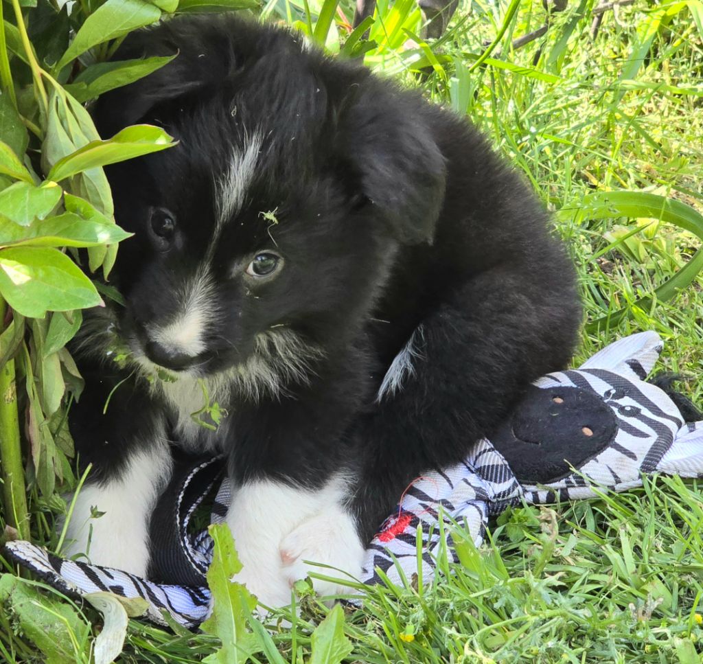 * VERDI du Paradis des P'tits Cracks *