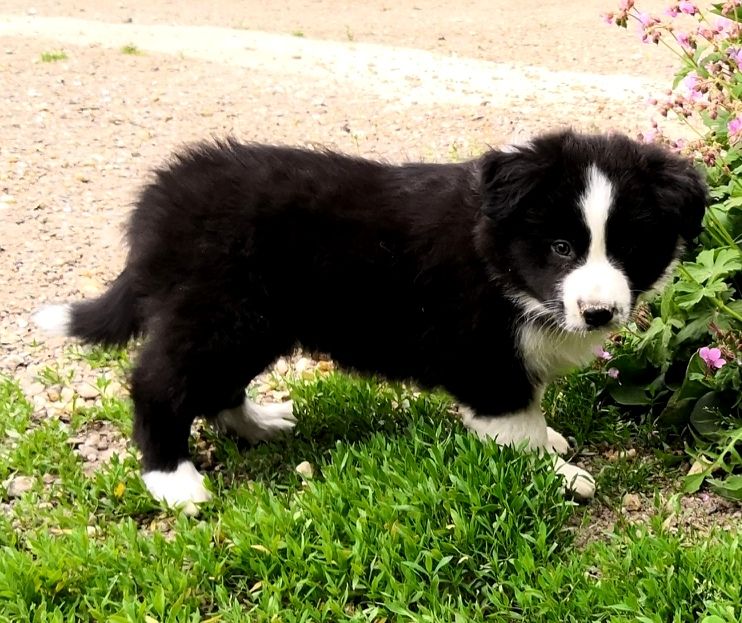 *  PERCEA  du Paradis des P'tits Cracks *