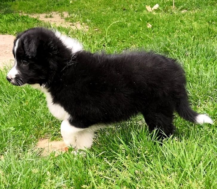 *  PRIAM  du Paradis des P'tits Cracks *