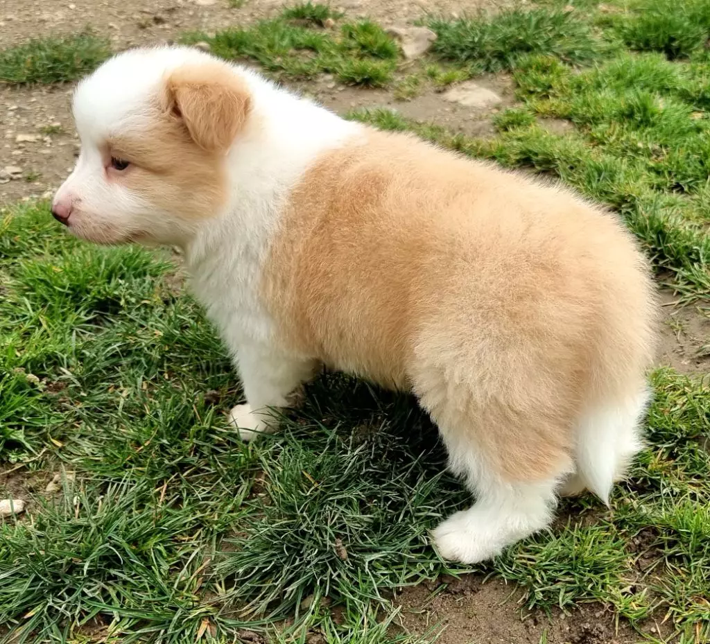 *  THE MOST BEAUTIFUL FLOWER du Paradis des ...*