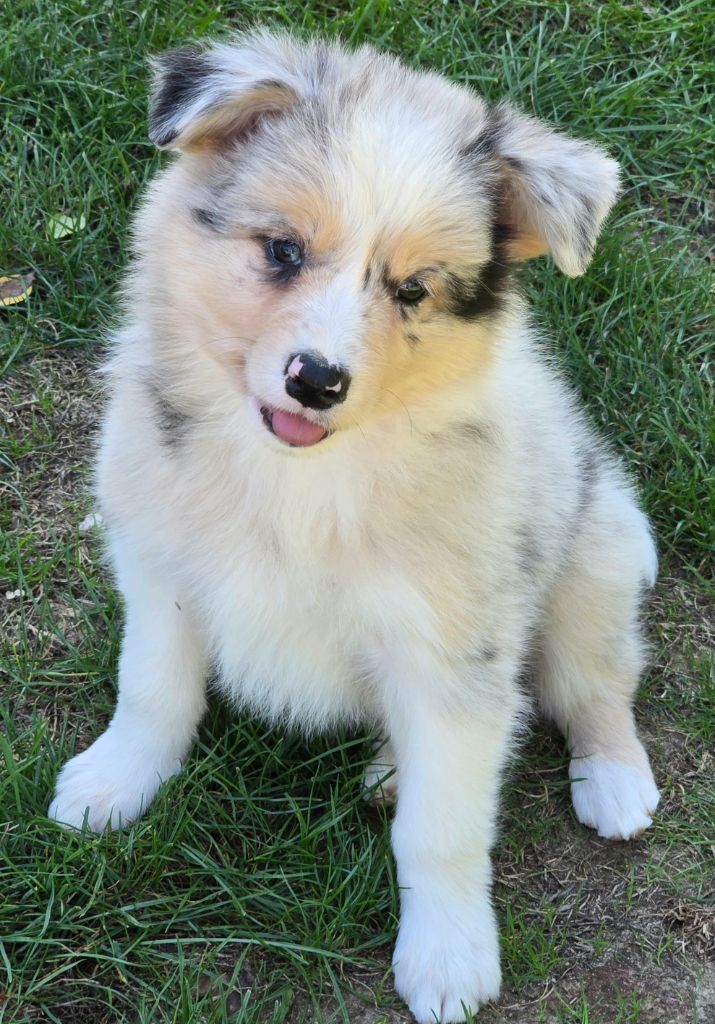 * ABBY du Paradis des P'tits Cracks  *