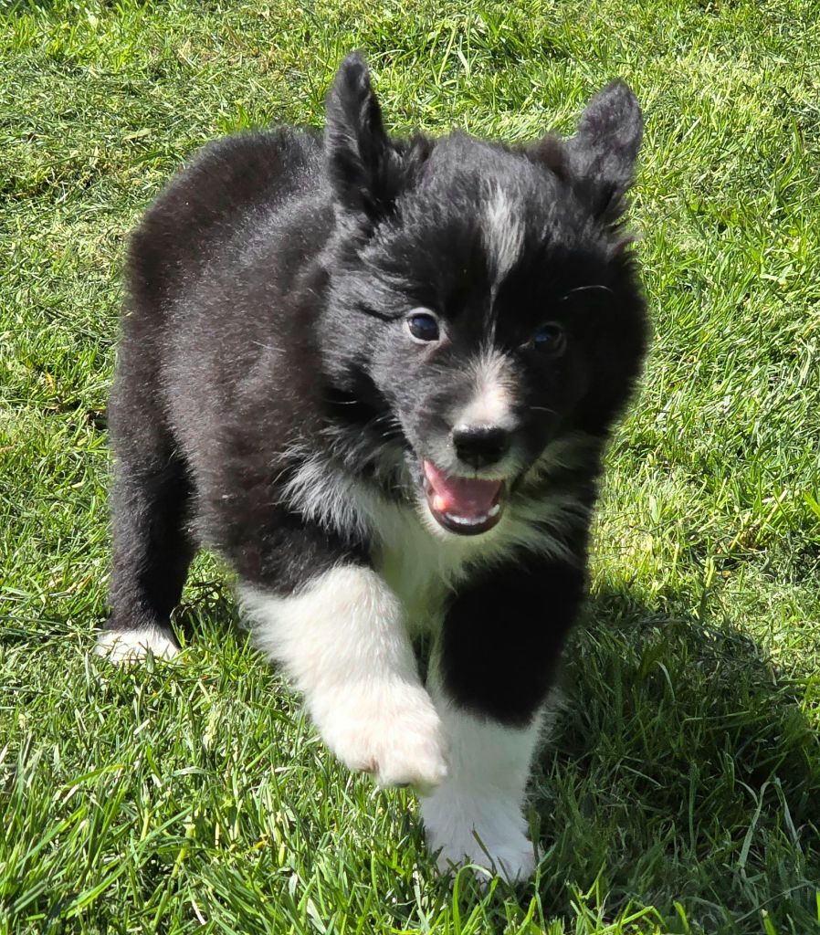 * VERDI du Paradis des P'tits Cracks *