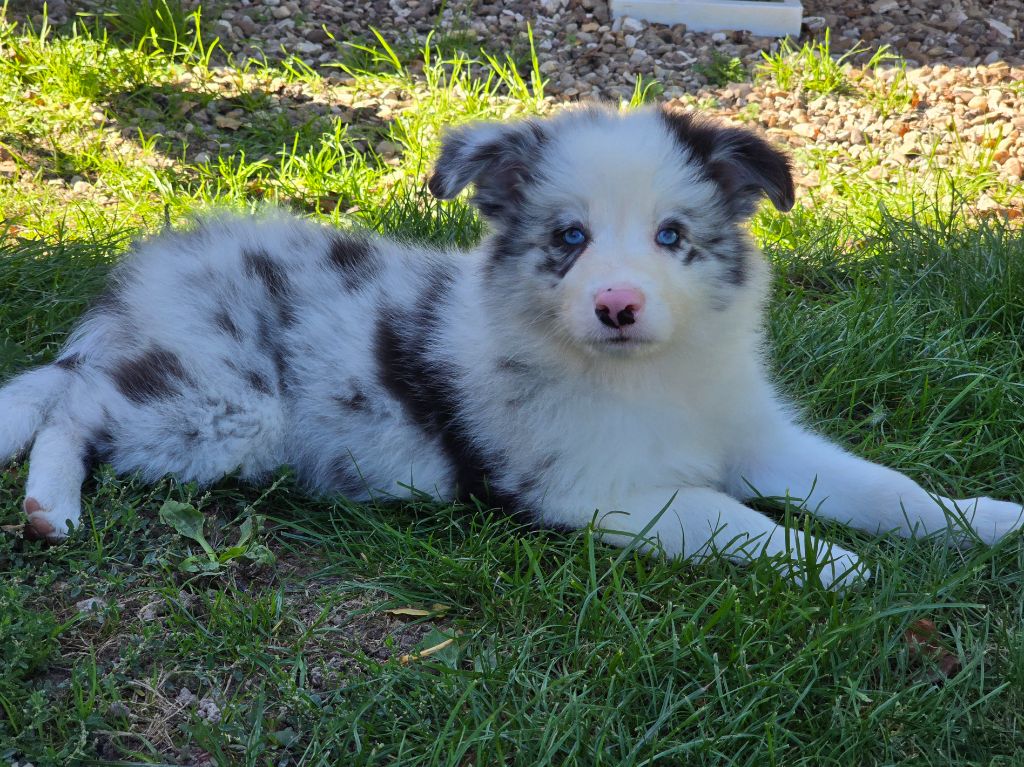 * AMBBRE du Paradis des P'tits Cracks *