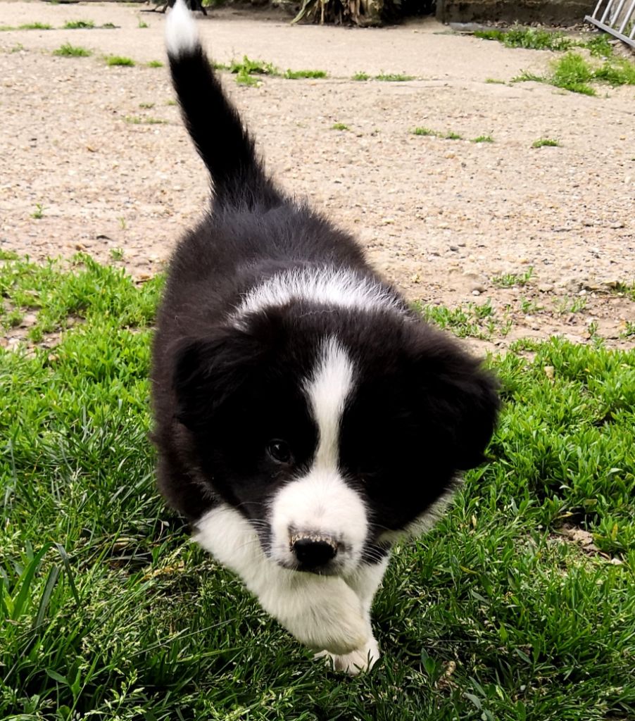 *  PERCEA  du Paradis des P'tits Cracks *