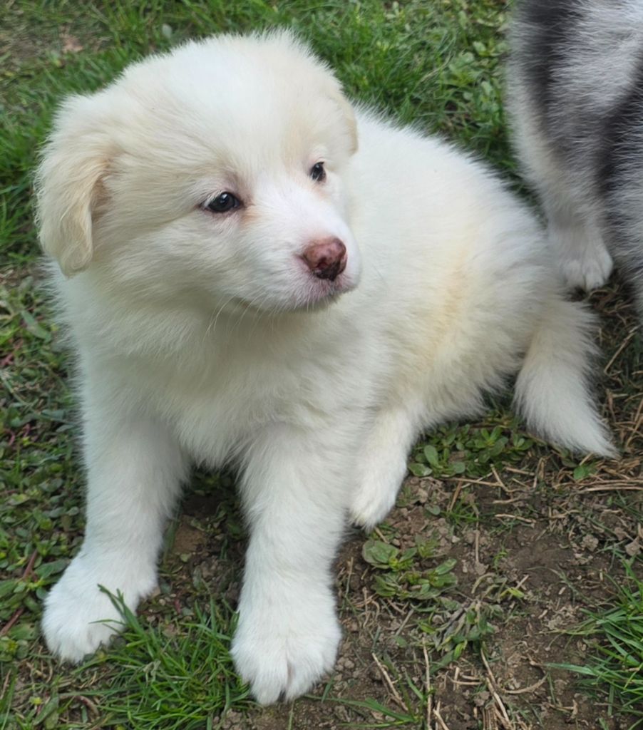 * APPY du Paradis des P'tits Cracks *