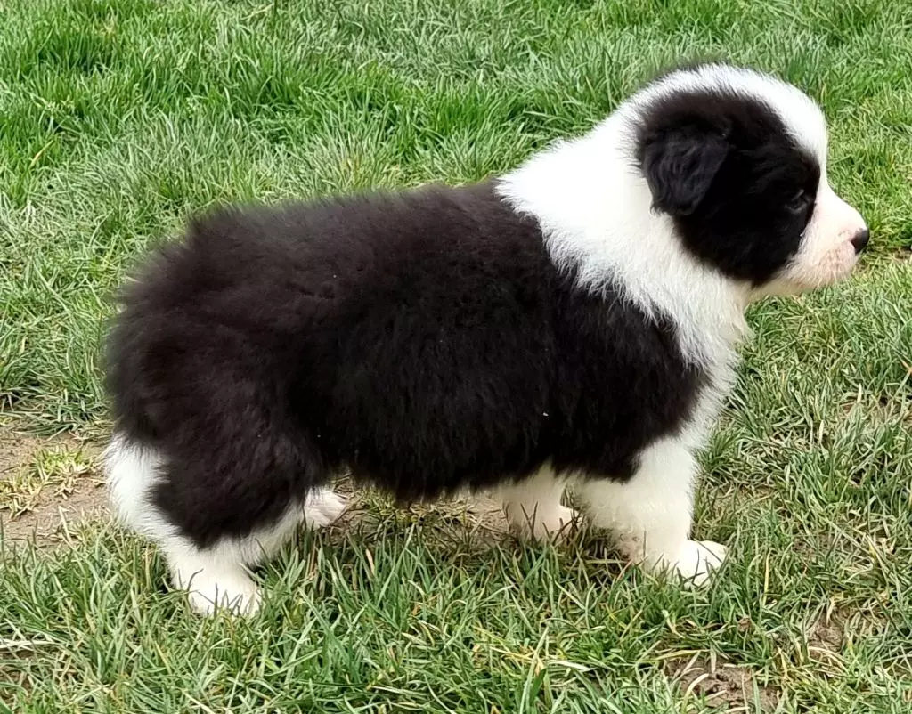 * TRUE BEAUTY du Paradis des P'tits Cracks *