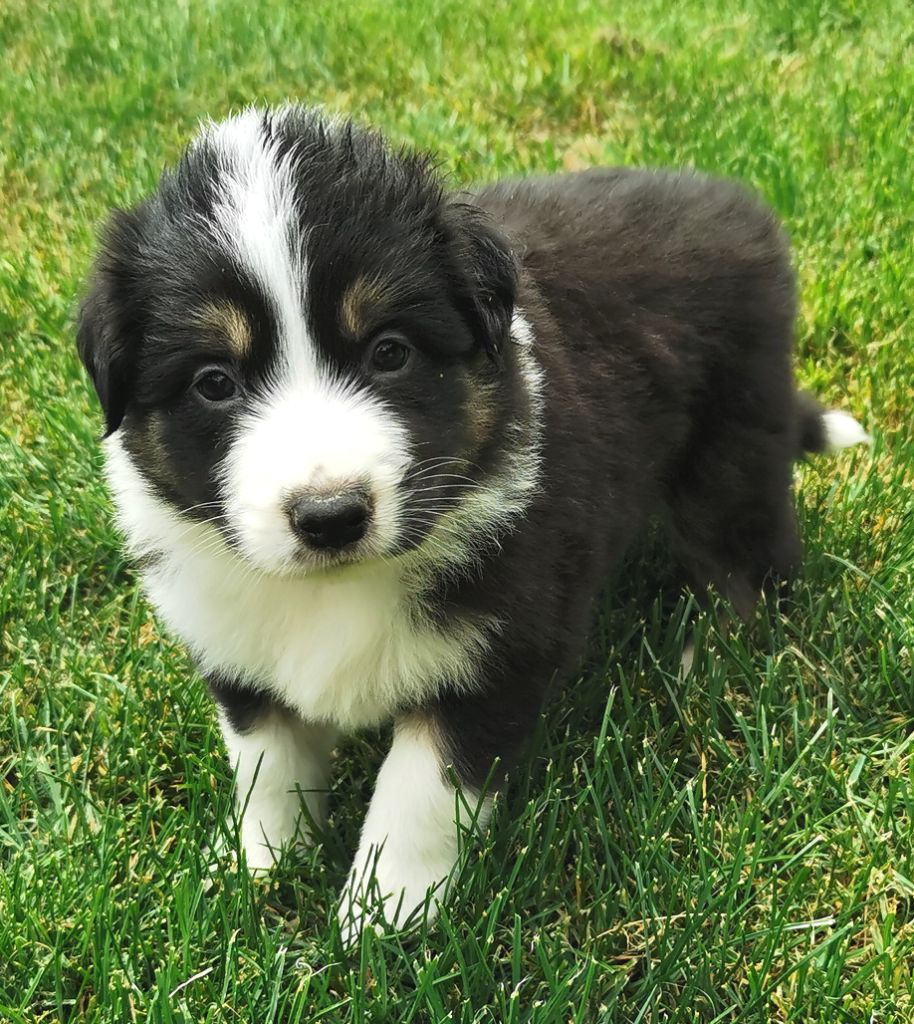 Du Paradis Des Petit Crack Border Collie